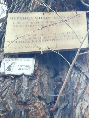 The oldest tree in Sofia