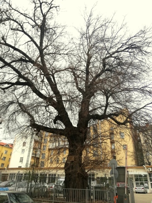 The oldest tree in Sofia
